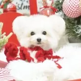 ティーカッププードル