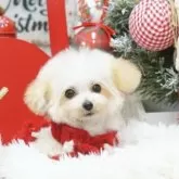 ティーカッププードル