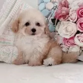 ティーカッププードル