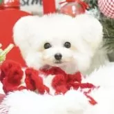 ティーカッププードル