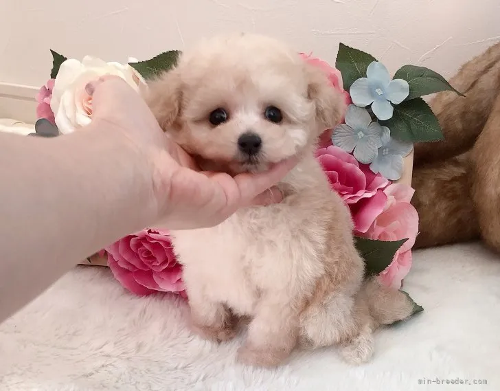 ID：2111-03534の子犬