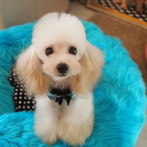 ID:1406-00468の子犬