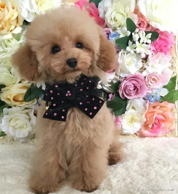 ID:1710-00632の子犬