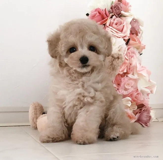 ID：2003-01748の子犬