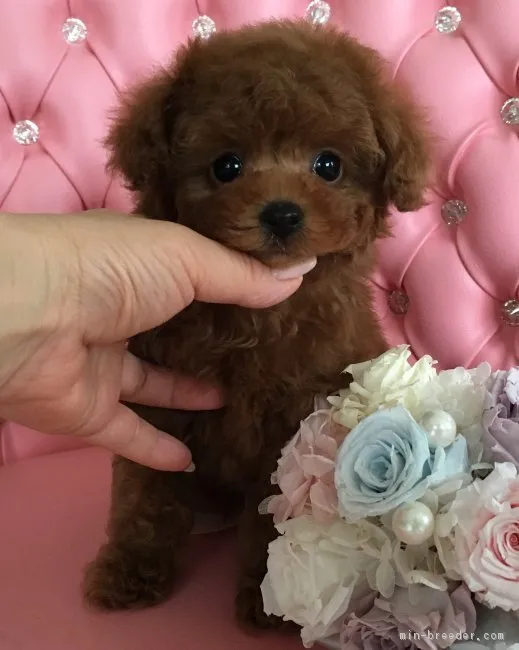 ID:1704-00860の子犬