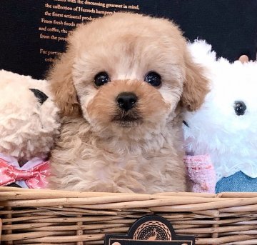 トイプードル(ティーカップ)【三重県・女の子・2020年12月14日・アプリコット】の写真「とっても可愛い女の子♡お目目くりくり♡」