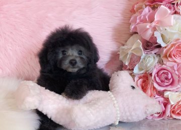 トイプードル(タイニー)【三重県・男の子・2020年8月26日・シルバー】の写真「小ぶりタイニー♡可愛い♪シルバーボーイ」