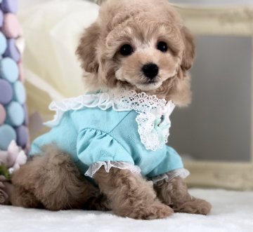 トイプードル(ティーカップ)【三重県・男の子・2018年1月24日・クリーム】の写真「☆ウルウルお目目のcute boy☆」