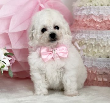 トイプードル(ティーカップ)【三重県・女の子・2018年1月31日・ホワイト】の写真「プリンセスマリアちゃん」