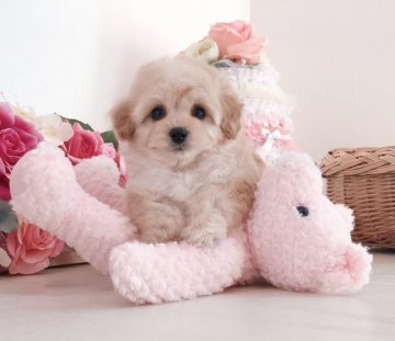 トイプードル(ティーカップ)【三重県・女の子・2020年2月27日・クリーム】の写真「お目目クルクル正統派かわいこちゃん♡」