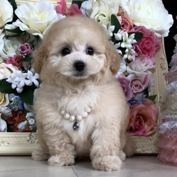 トイプードル(タイニー)【三重県・男の子・2018年6月6日・クリーム】の写真「くまちゃんフェイス ティー〜小振りなタイニーサイズ」
