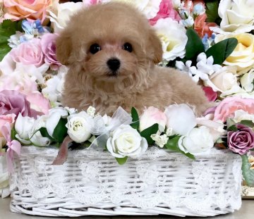 トイプードル(ティーカップ)【三重県・男の子・2018年3月24日・クリーム】の写真「小振りティーカップ最上級の可愛らしさ♡」