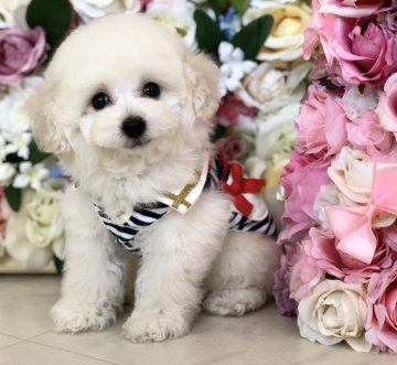 トイプードル(ティーカップ)【三重県・男の子・2018年2月6日・ホワイト】の写真「可愛くってたまらないボクちゃん」