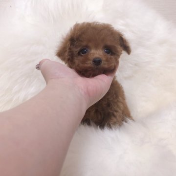 トイプードル(ティーカップ)【三重県・男の子・2019年8月17日・レッド】の写真「ミニサイズ♡可愛すぎるレッドボーイ」