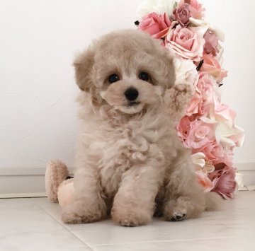 トイプードル(ティーカップ)【三重県・男の子・2020年1月18日・アプリコット】の写真「♡小振りティーカップ」