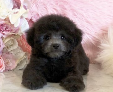 トイプードル(ティーカップ)【三重県・男の子・2020年8月25日・シルバー】の写真「全身ミニサイズ♡ふわもこ可愛い くまちゃんフェイス」