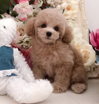 トイプードル(ティーカップ)【三重県・女の子・2020年8月26日・アプリコット】の写真「優しい柔らかなお顔立ち♡とっても可愛い女の子」