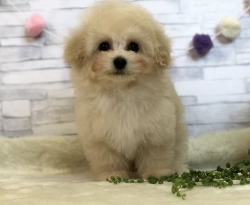 トイプードル(ティーカップ)【三重県・男の子・2018年10月16日・クリーム】の写真「ベビーフェイスでムクムク〜可愛らしすぎるボクちゃん」