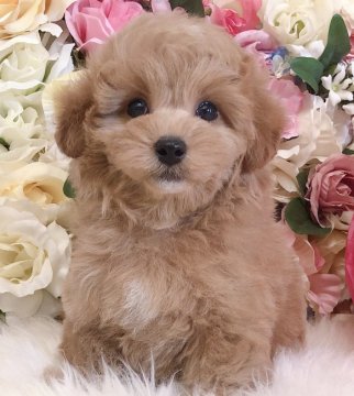 トイプードル(タイニー)【三重県・男の子・2021年2月28日・アプリコット】の写真「優しいお顔立ち♡とっても可愛いsweet boy」