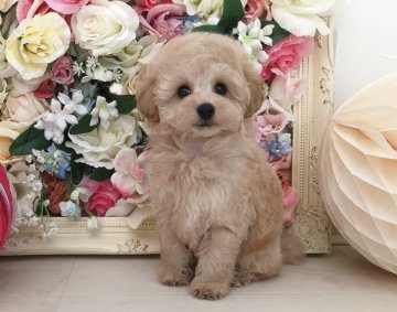 トイプードル(ティーカップ)【三重県・女の子・2020年1月18日・アプリコット】の写真「お目目くりくり♡優しい毛色のキュートガール」