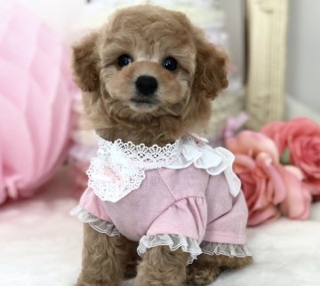 トイプードル(ティーカップ)【三重県・女の子・2018年1月24日・アプリコット】の写真「☆ 愛嬌抜群のsweet girl ☆」