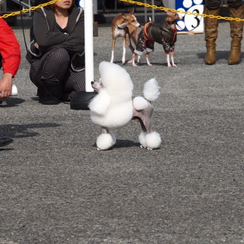 チャンピオン犬を多頭所有しておりドッグショーに参加し、犬質向上に励むよう誠意工夫しています。｜小濱　有美(こはま　ゆみ)ブリーダー(三重県・トイプードル・JKC登録)の紹介写真3
