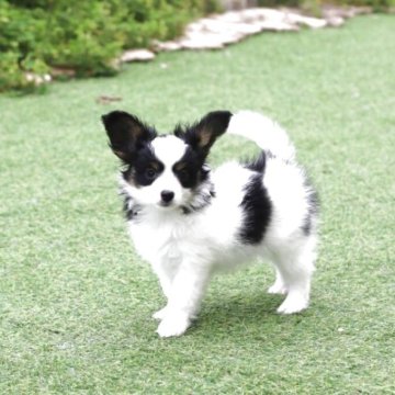 パピヨン【栃木県・男の子・2025年4月14日・トライカラー】の写真「トライカラーのイケメン」