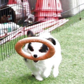パピヨン【栃木県・男の子・2025年4月14日・トライカラー】の写真「トライカラーの甘メン」