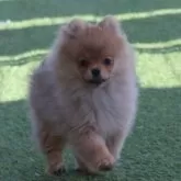 ポメラニアン【栃木県・女の子・2024年10月11日・オレンジ】の写真1「可愛いオレンジの女の子のパパはチャンピオン」