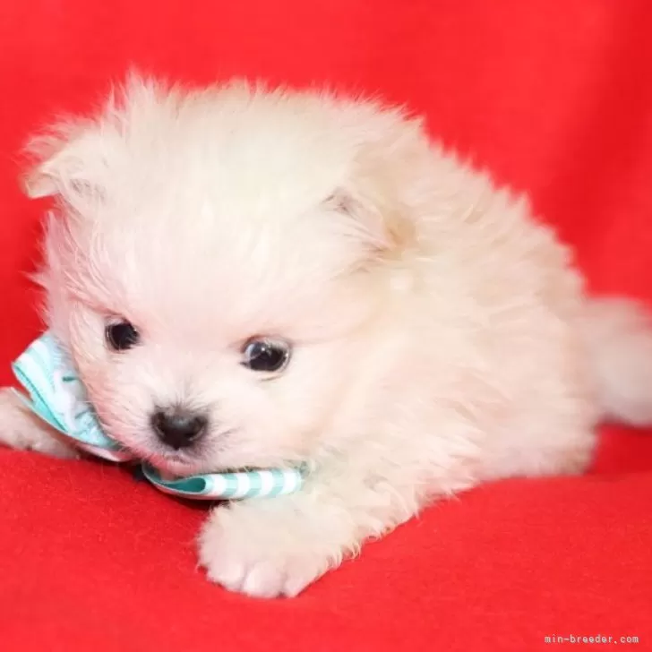 ID：2312-01641の子犬