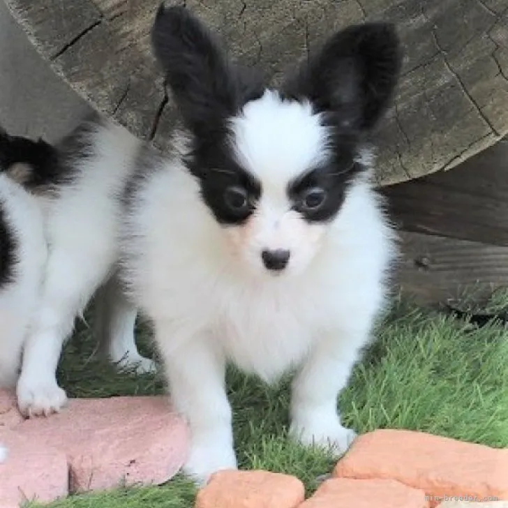 あやちゃん 様のお迎えした子犬