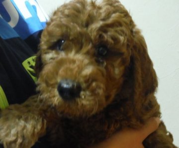 スタンダードプードル【群馬県・女の子・2014年12月5日・レッド】の写真「元気いっぱいの可愛い女の子です」