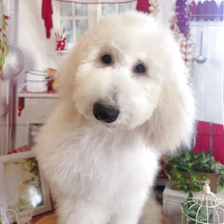 スタンダードプードル【群馬県・男の子・2025年5月26日・ホワイト】の写真1