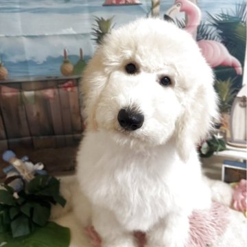 スタンダードプードル【群馬県・女の子・2025年5月26日・ホワイト】の写真「穏やかな子です」