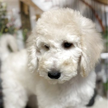 スタンダードプードル【群馬県・男の子・2025年5月26日・ホワイト】の写真「元気な賢いこです」