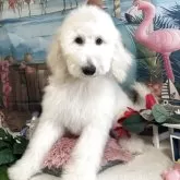 スタンダードプードル【群馬県・男の子・2025年5月26日・ホワイト】の写真2