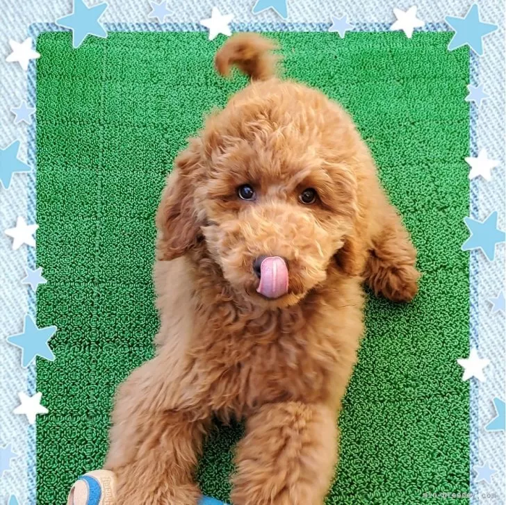 ID:2310-06697の子犬