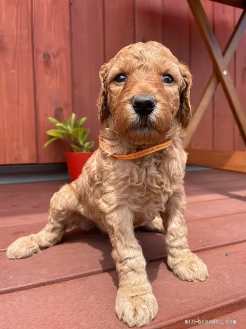 Y.H 様のお迎えした子犬