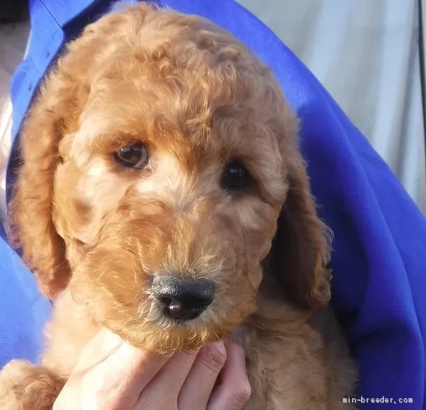 レオ 様のお迎えした子犬