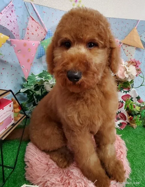 ID：2204-02587の子犬