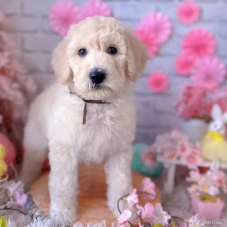 さく 様のお迎えした子犬