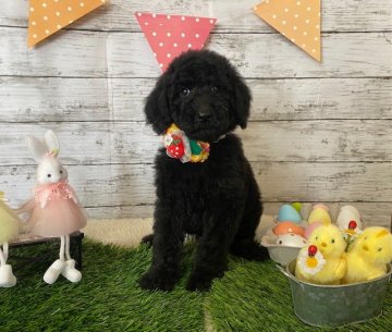 スタンダードプードル【群馬県・女の子・2022年2月13日・ブラック】の写真「可愛い女の子です。」