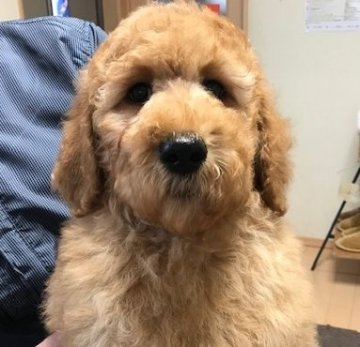 スタンダードプードル【群馬県・女の子・2018年12月15日・アプリコット】の写真「とても元気な可愛い子です。」