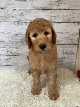 スタンダードプードル【群馬県・女の子・2021年4月3日・アプリコット】の写真「可愛い女の子です。」