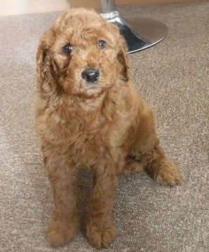 スタンダードプードル【群馬県・女の子・2018年12月15日・レッド】の写真「とても元気なかわいいこです。」