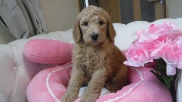 スタンダードプードル【群馬県・女の子・2017年5月23日・クリーム】の写真「ミルクティーみたいな優しい色で癒してくれます」