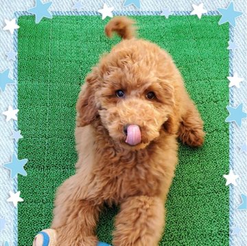 スタンダードプードル【群馬県・男の子・2023年9月6日・レッド】の写真「ぬいぐるみのような小さめレッドの男の子」