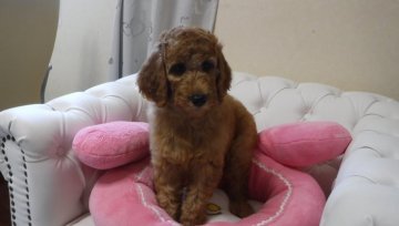 スタンダードプードル【群馬県・女の子・2017年5月4日・レッド  差し色あり】の写真「可愛らしい女の子です」