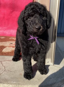 スタンダードプードル【群馬県・男の子・2020年9月20日・シルバー】の写真「とても元気な男の子です！！」