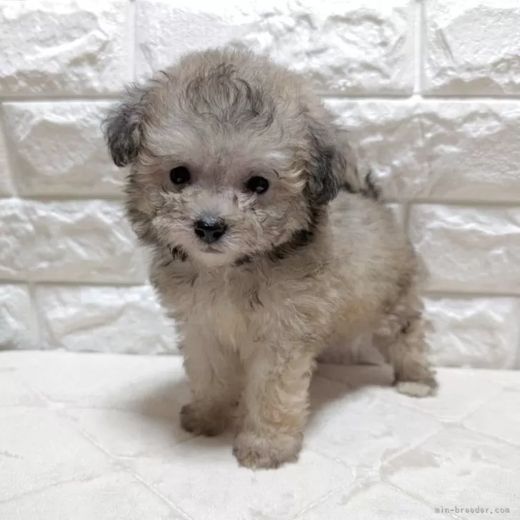 ID:2506-02177の子犬